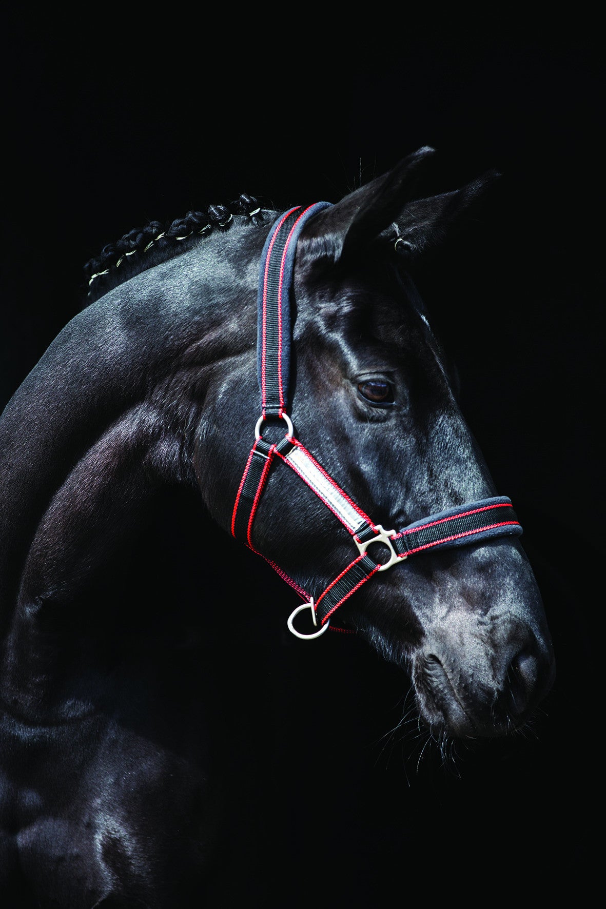 Rambo Padded Headcollar : Horseware