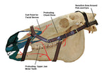 Rambo Micklem Multi-Bridle