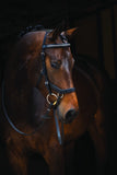 Rambo Micklem Diamante Competition Bridle